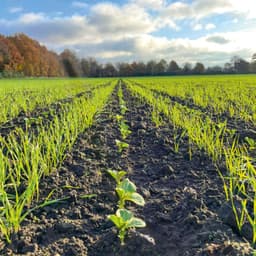 Cover art for Effizienz und Präzision für Zwischenfrüchte mit AMAZONE