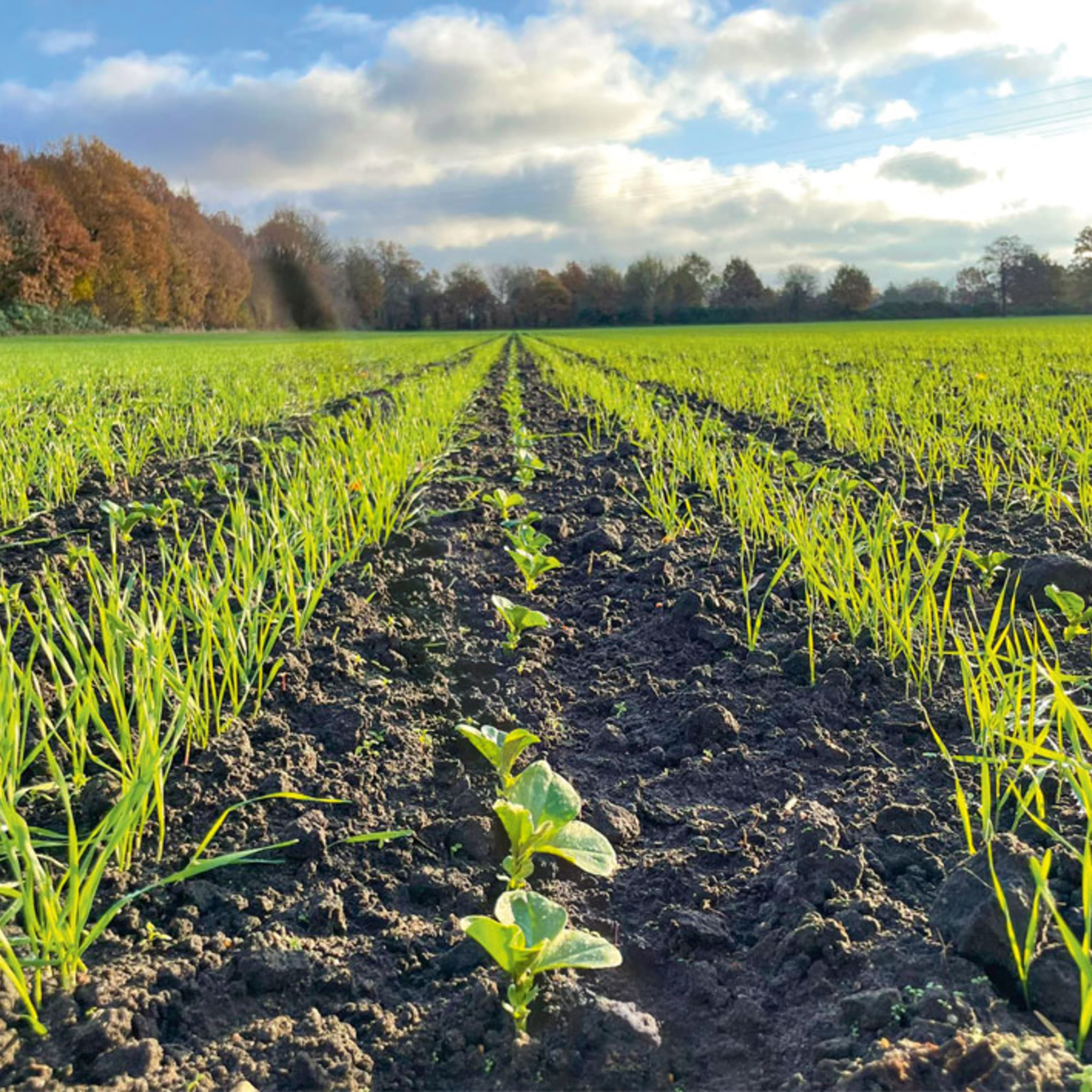 Effizienz und Präzision für Zwischenfrüchte mit AMAZONE
